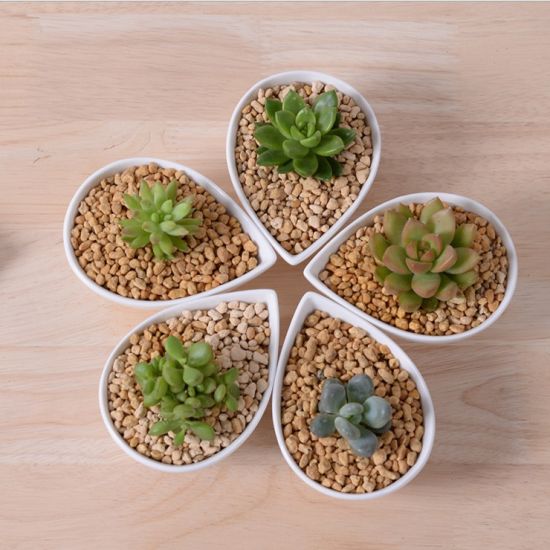 Schmuck charakteristische Persönlichkeit Desktop kleiner weißer Blumentopf