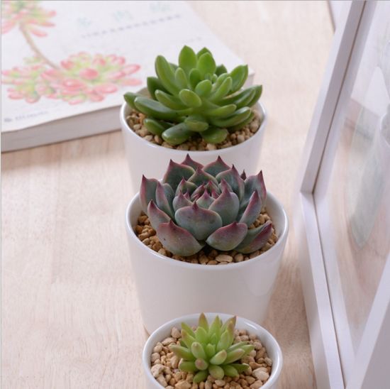 5 Gitterbox mit weißem Keramikblumentopf